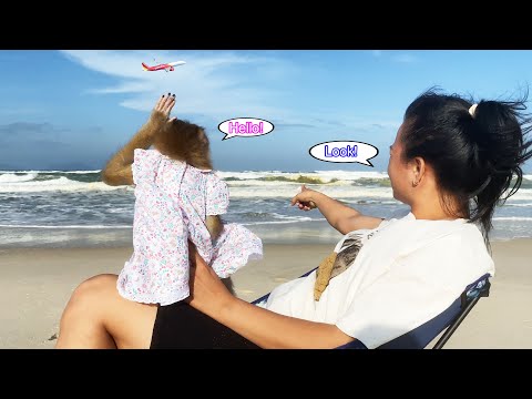 Monkey Lyly was very surprised when she first saw a plane on the beach