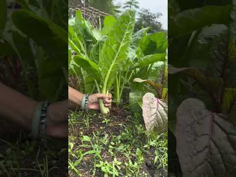 Củ cải trắng - Rạng Đông Seeds #hatgiongrangdong #rangdongseeds