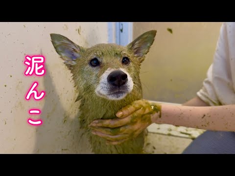 愛犬とお風呂で泥まみれになったら大変なことになった