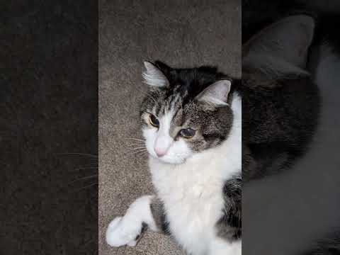 #Jaws #bigcat #viralcats