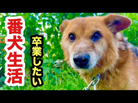 配達員に吠えて威嚇する元番犬ポチ