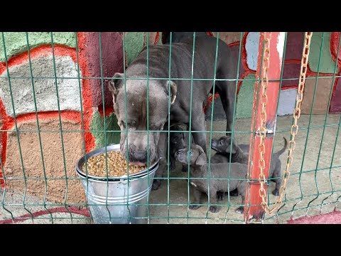 KÖPEKLERİN MAMALARINA İLİKLİ KEMİK SUYU KATARAK VERDİM