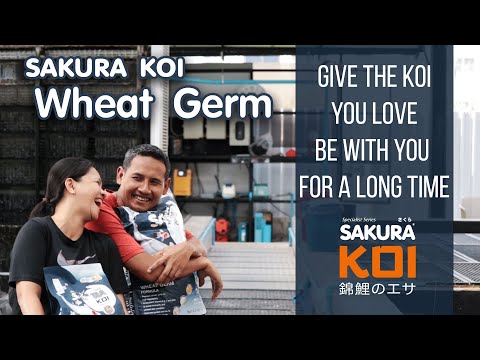 SAKURA-KOI-WHEAT-GERM-:-Give-t