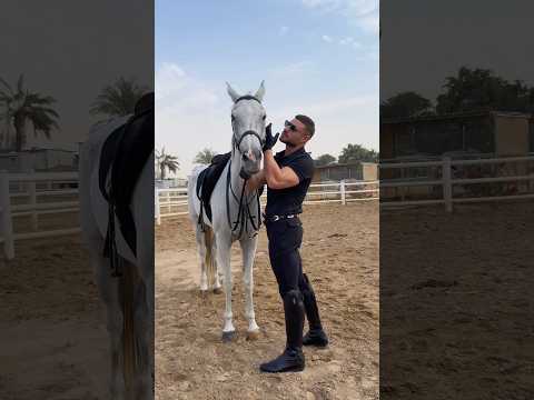 الخيل معقودٌ على نواصيها الخير إلى يوم القيامة