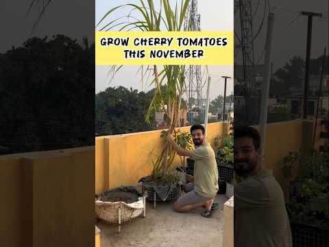 आज छत पर चेरी टमाटर के पौधे लगाए Grow cherry tomatoes this November on your terrace