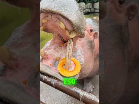 ¡En el zoológico le di fruta a un simpático hipopótamo y no pudo comerla!