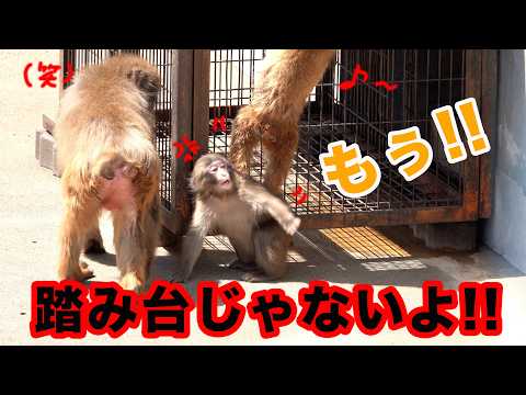 大好きなお友達に踏み台にされて怒るパンチくん。市川市動植物園 「パンチくん」Punch the monkey