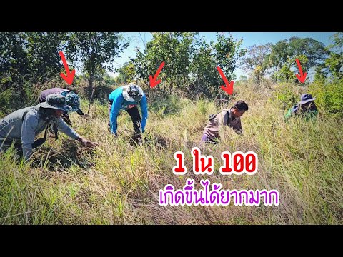 1 ใน 100 เกิดขึ้นได้ยากมาก รอบนี้มันอยู่ในพื้นดินหญ้ารก