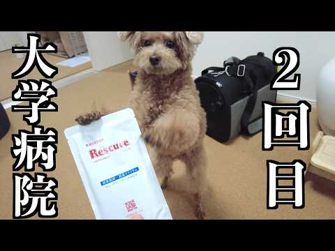 ２回目の大学病院へ行ってきました【トイプードル】