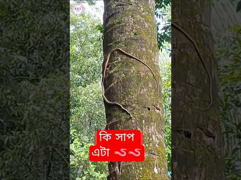 বড় সাপ #python #snake_video #সাপের_দুনিয়া