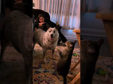 #animals #funnyvideos #funny #pet #dog #cat #laugh #cute #dogsoftiktok #catsoftiktok #fyp #foryou
