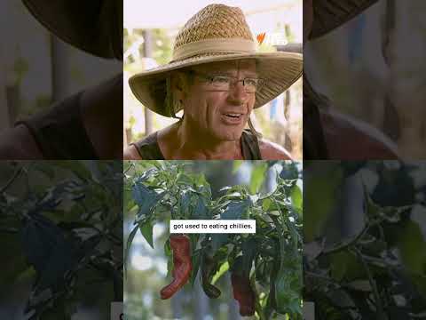 Would you eat the world's hottest chilli?