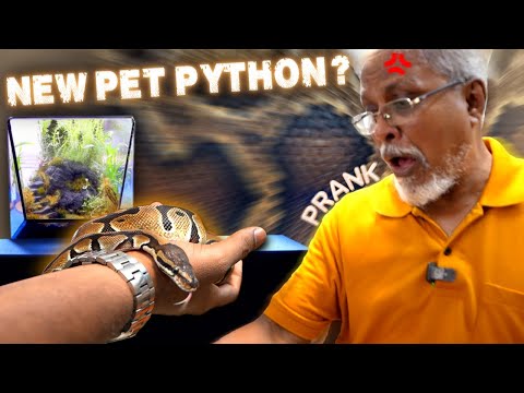 WE GOT A PET SNAKE!!! Pranking dad 😱🐍| Sedharitaaaru! 😂
