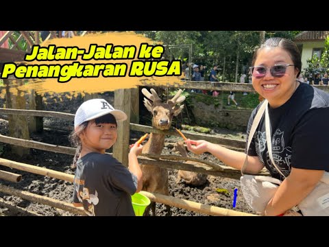 Jalan-Jalan ke Tahura Bandung ke tempat penangkaran rusa ⁉️