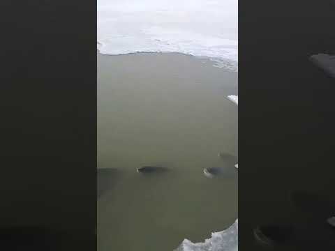 PESCANDO NA SIBÉRIA NO INVERNO DE -40ºC (PESCA NO GELO) #viralvideo
