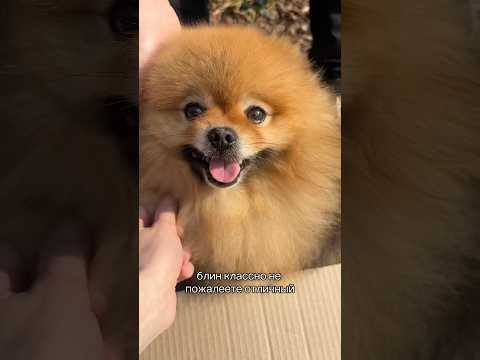 Брать или нет? #собака #pomeranian #шпиц