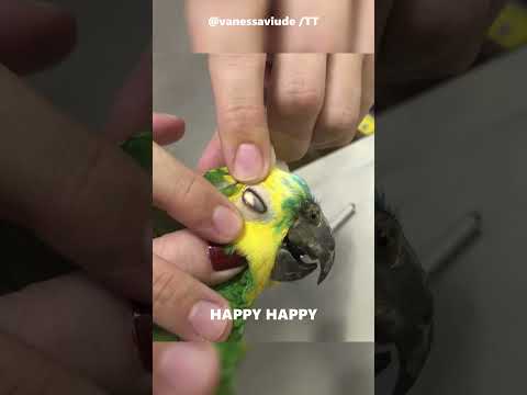 Heartwarming Rescue Girl Saves Her Parrotโs Eye๐