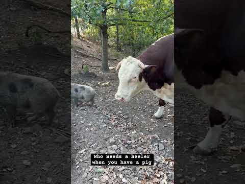 Rufus bonding with the new pig Lucky #rufusthebull