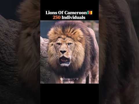 The Last lions on Earth🌎 🔥 #animals #wildlife #lion