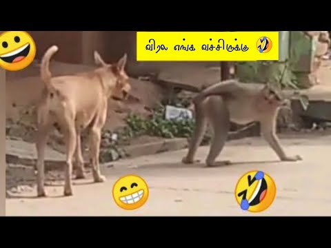 குரங்கு செய்யும் காமெடி சம்பவங்கள் | Monkey Funniest Moments | Animals