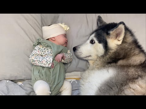 2 & Half Year Story! From Husky Protecting Unborn Baby, To Baby Falling In Love With Our Husky!😭.