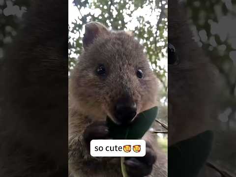 Funny wildlife voiceover