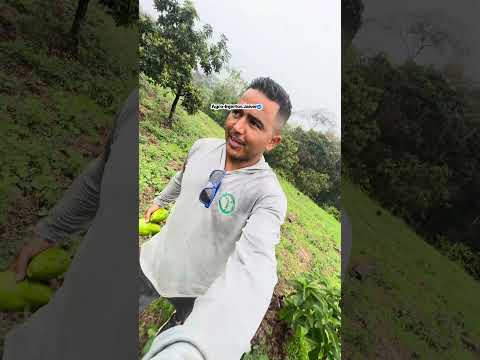 Renovación de un aguacate que no PRODUCÍA !! Así lo RENOVAMOS 🌱🥑🙏