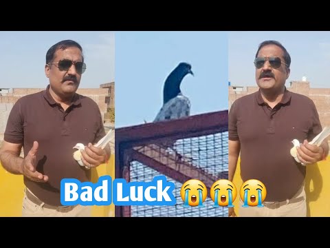 Ustad Rana Munna Pigeons