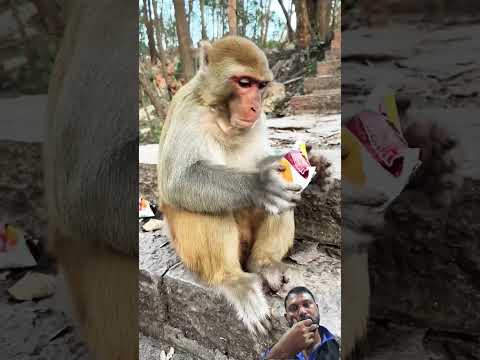 funny monkey/ he know everything #monkey #animals #cute #babymonkey