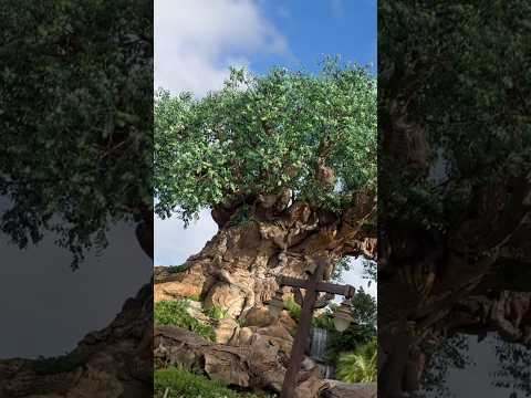 Is Animal Kingdom in Mornings Best?! #disney #disneyworld #animalkingdom #avatar#lionking #shorts