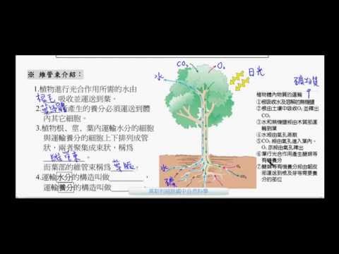 國一生物_維管束_木質部_韌皮部【莫斯利國中自然科學】【國中生物】 - YouTube