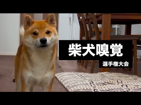 柴犬とん君が飼い主の隠したジャーキーを見つけるか挑戦します サムネイル