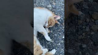 My friend stray cat, which I rarely meet. Let's respect this gentle la