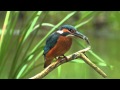 Kingfisher Behavior and Diet