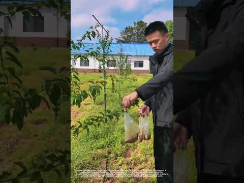 Fruit tree branch pulling