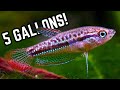 Fish Care and Characteristics