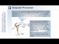 Clavicle and Scapula Anatomy