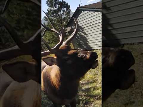 This elk was practicing hitting his high notes! 🎼#wildlife #elk