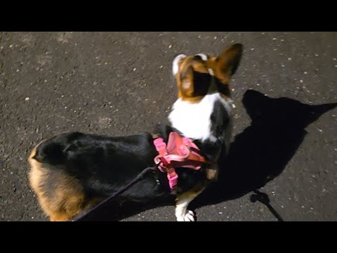 Nori is live on halloween #corgi #puppy 