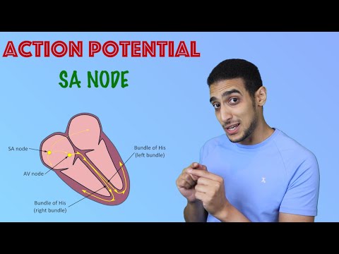 SA node Action potential   شرح بالعربي