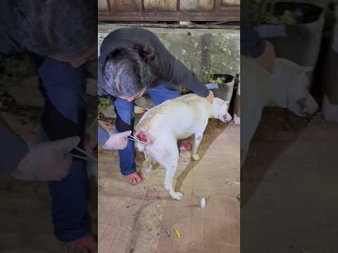 rescue dog puppy rescue #rescueddog #shorts