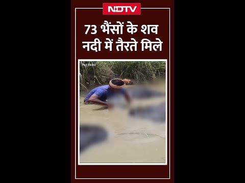 नदी में 73 भैंसों की लाशें! ओडिशा की ब्राह्मणी नदी का रहस्य | Odisha News | Brahmani River
