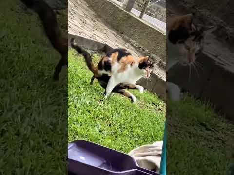 cat exercises #веселыекоты #cat #видосыоткота #прикольныекоты #funnycats #funny #pets #animals #cute