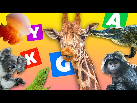 Learn ABCs with ANIMALS! Fun & Educational Alphabet Song for Kids!