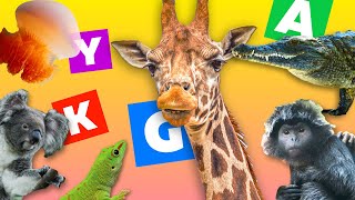 Learn ABCs with ANIMALS! Fun & Educational Alphabet Song for Kids!