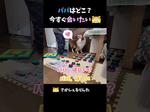 パパはどこ?今すぐ会いたいシェルティ【会話ボタンでしゃべる犬】 #shorts #dog
