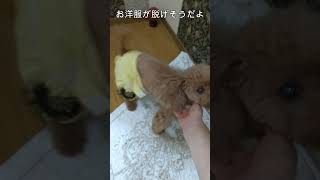 ＜保護犬 トイプードル＞#shorts  #dog #pets