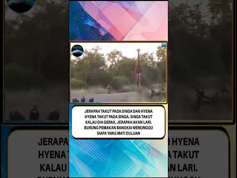Burung pemakan bangkai : "Yaelah lama bener tong" #shorts