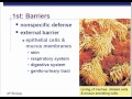 Immune System Functions and Components