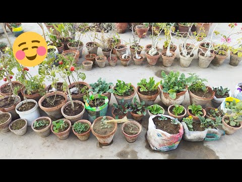 Garden Main Improvement Ayi Hai? - Kitch Gardening Update